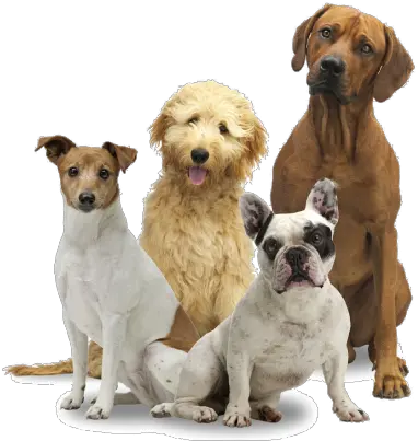 Group Of Dogs Png 5 Image Transparent Dog Group Png Dog With Transparent Background