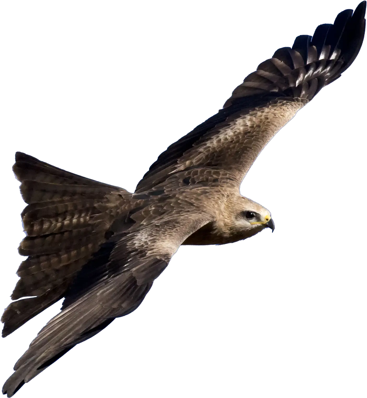 Download Black Kite Robot 20 Bird Png Full Size Png Transparent Kite Bird Png Bird Png png