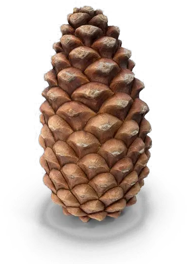 Pine Cone Png Transparent Pine Cone Transparent Background Pine Cone Png