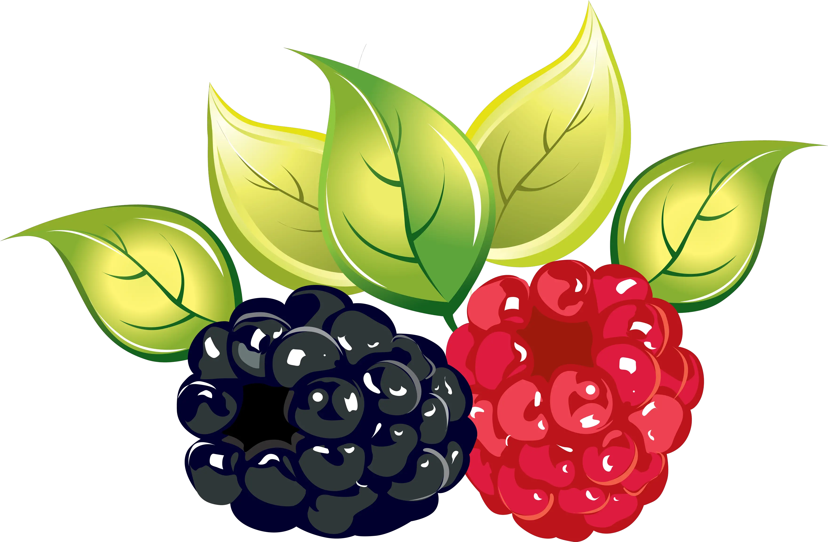 Raspberry Png Images Free Pictures Download Transparent Berries Art Transparent Clipart