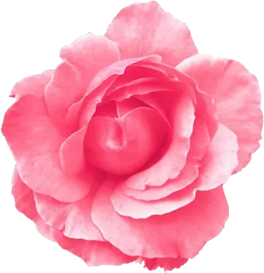 Roses Transparent Tumblr Light Blue Flower Transparent Pink Single Flower Png Roses Transparent Background