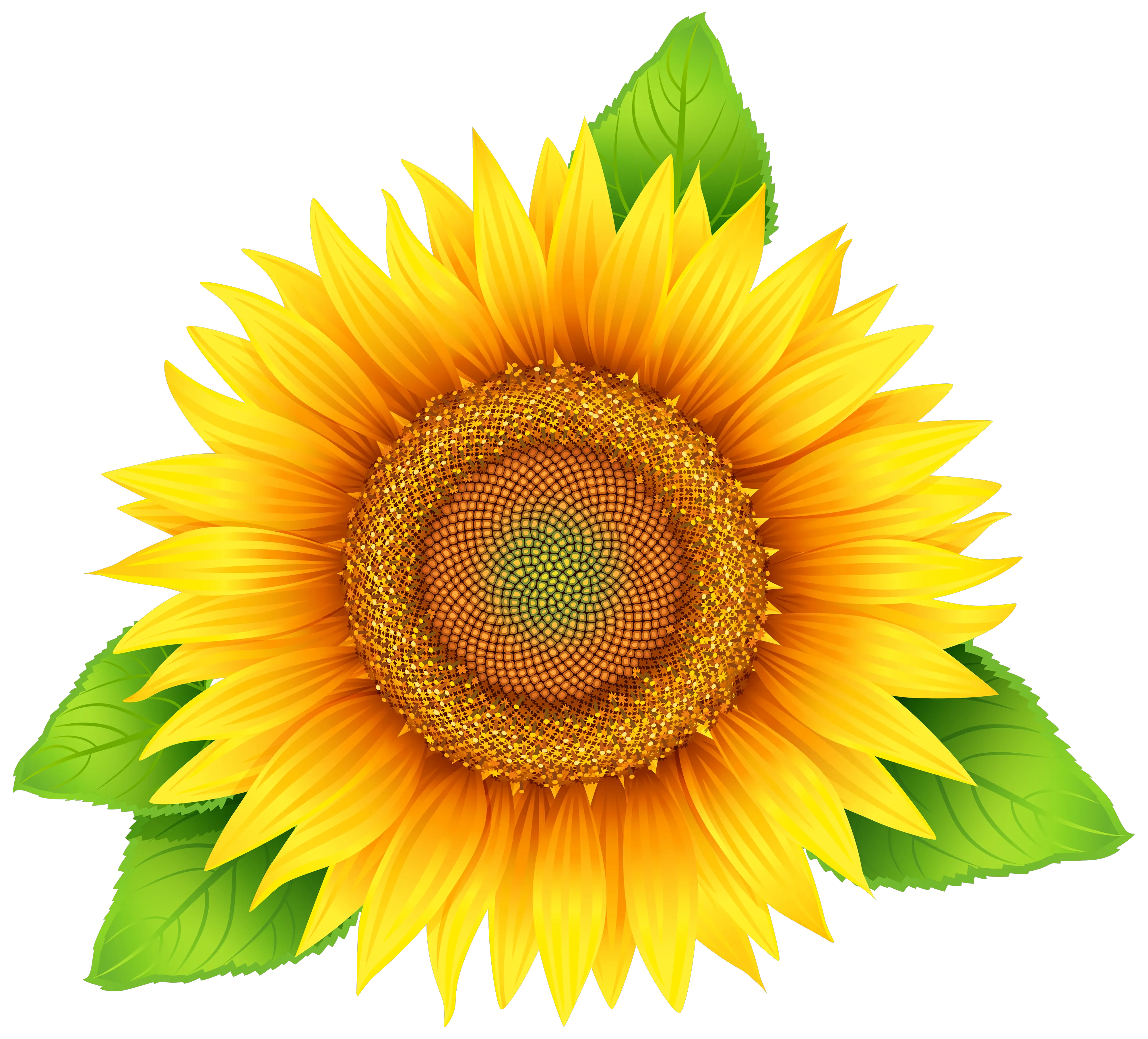 Download Sunflowers Png Leave Sun Flower Vector Png Full Sunflower Oil Label Design Sunflowers Transparent
