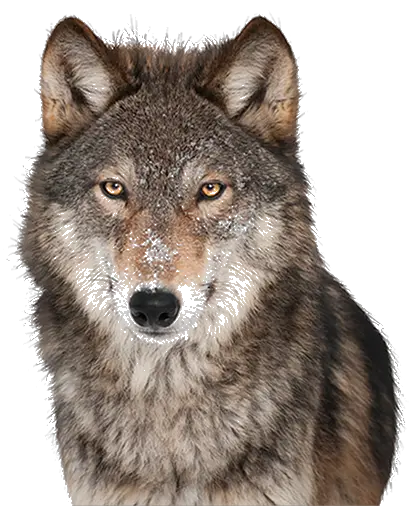 Dog Breed Puppy Companion Wolf With Transparent Background Png Wolf Head Png