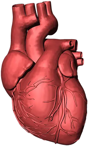 Heart Organ Png 5 Image 3d Human Heart Png Heart Organ Png