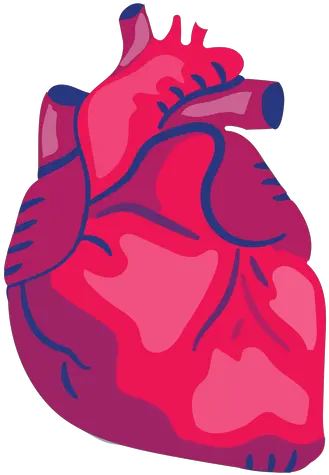 Transparent Png Svg Vector File Corazon Anatomico Dibujo Png Heart Organ Png
