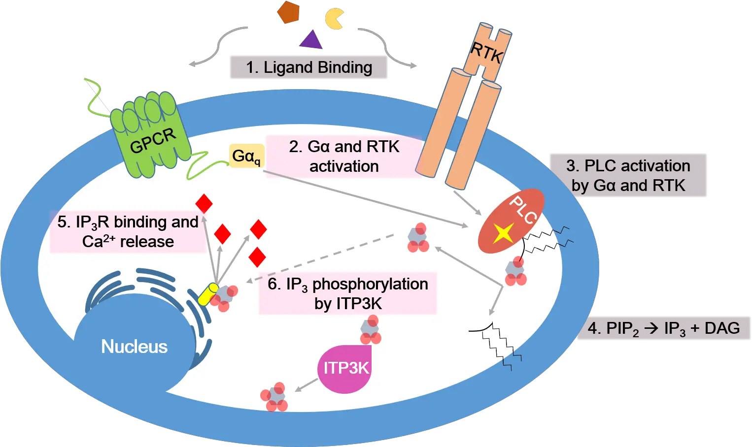 Calcium Signaling Pathway Calcium Second Messenger Png Pathway Png