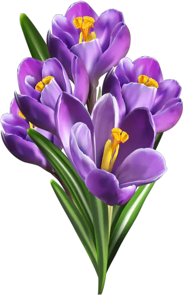 Purple Crocuses Png Clip Art Flower Painting Crocus Png Real Flowers Png