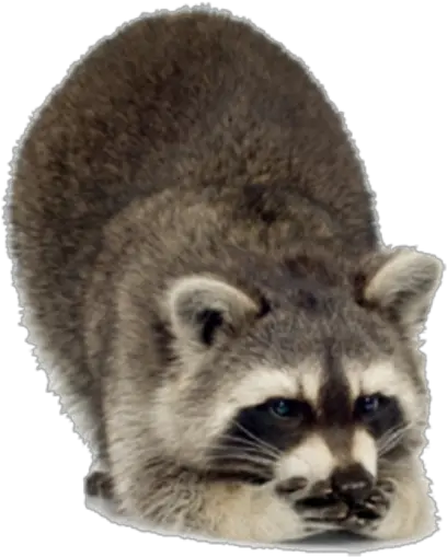 Raccoon Png Free Images 8 Photo 6894 Transparent Raccoon Png Transparent Raccoon Png