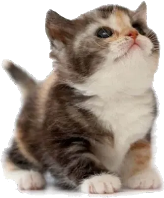 Funny Transparent Cute Cat Png Cute Cat Png