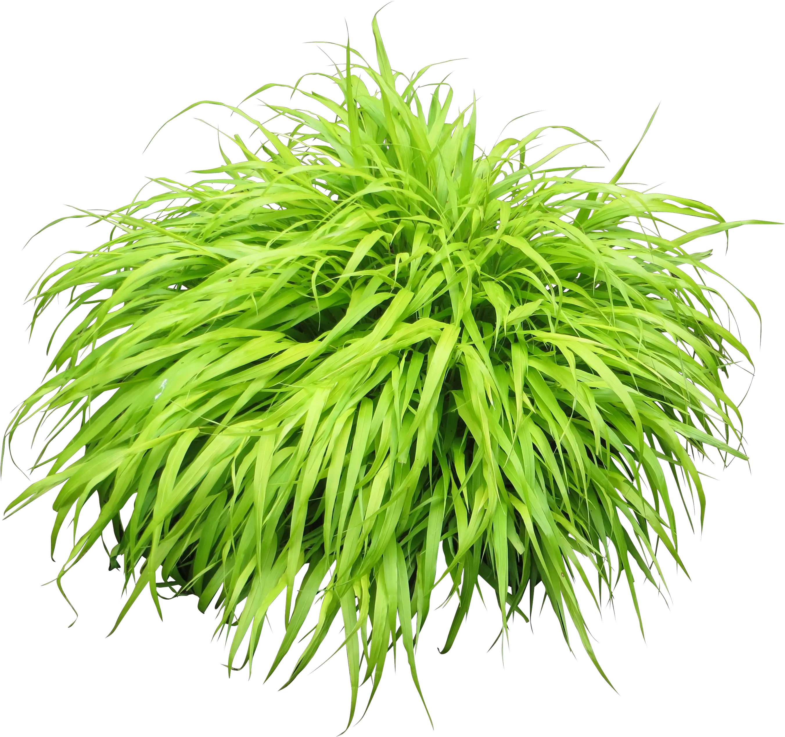 Bushes Png Images Free Download Bush Aerial Plant Png Grass Top View Png