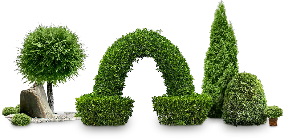 Bushes Png Images Free Download Bush Bush Tree Plant Png Grass Top View Png