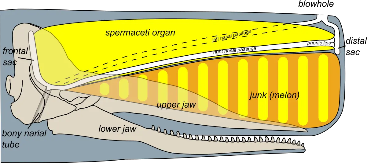 Filesperm Whale Head Anatomy Skull Cutawaysvg Wikipedia Sperm Whale Spermaceti Organ Png Sperm Png