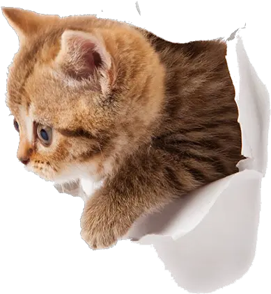 Kitten Png Transparent Images All Funny Cat Empty Background Cat With Transparent Background