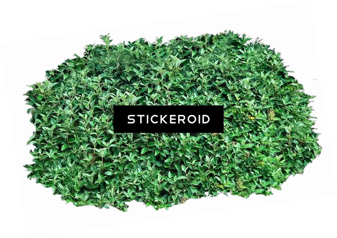 Download Bushes Png Image With No Background Pngkeycom Shrubs Top Png Bushes Png