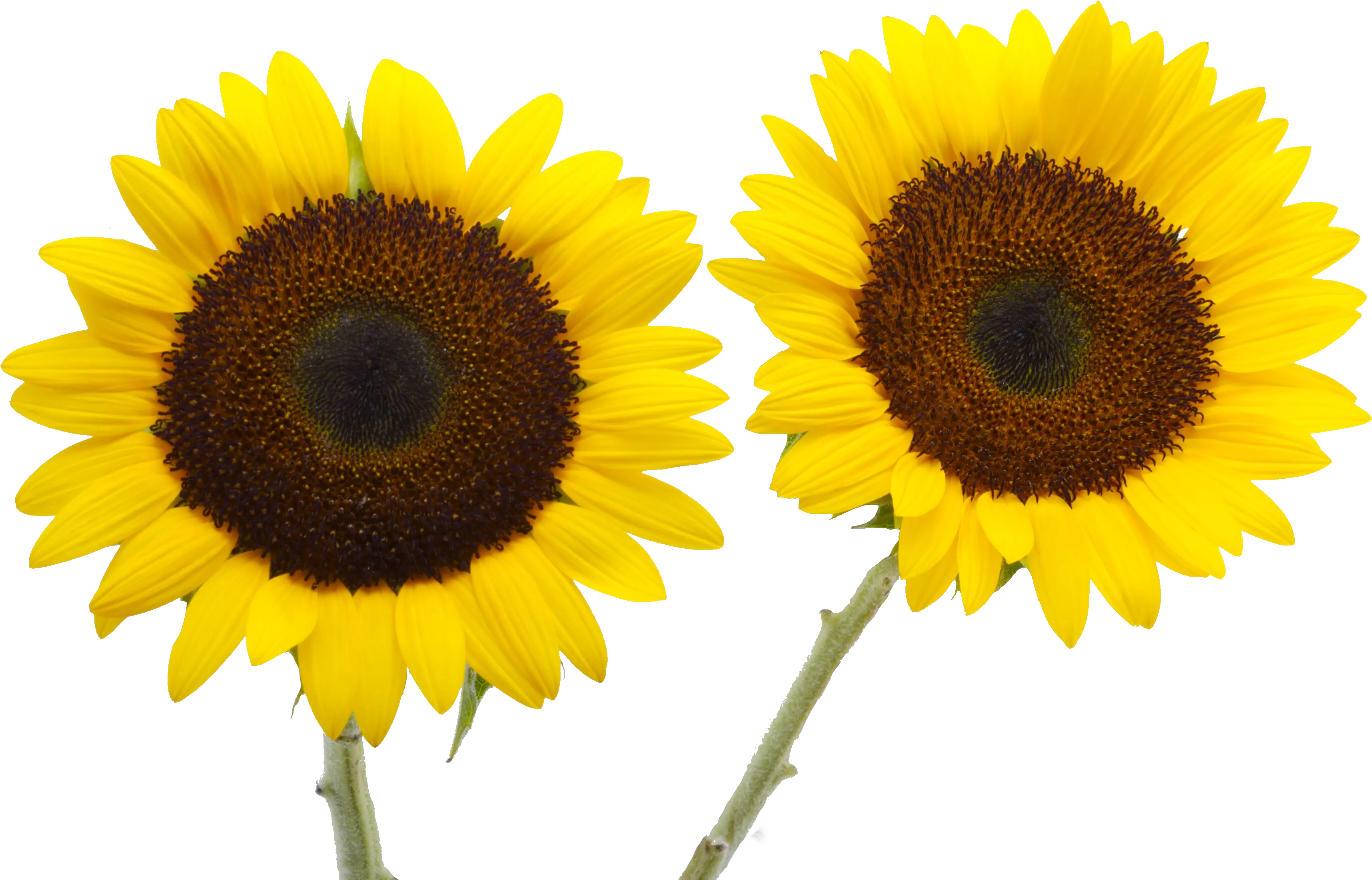 Two Cut Sunflowers Common Sunflower Petal Yellow Sunflower Png Sunflower Png