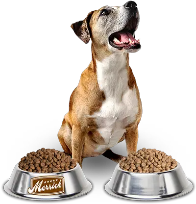 Dog Food Png 1 Image Dog Eating Food Png Dog Food Png