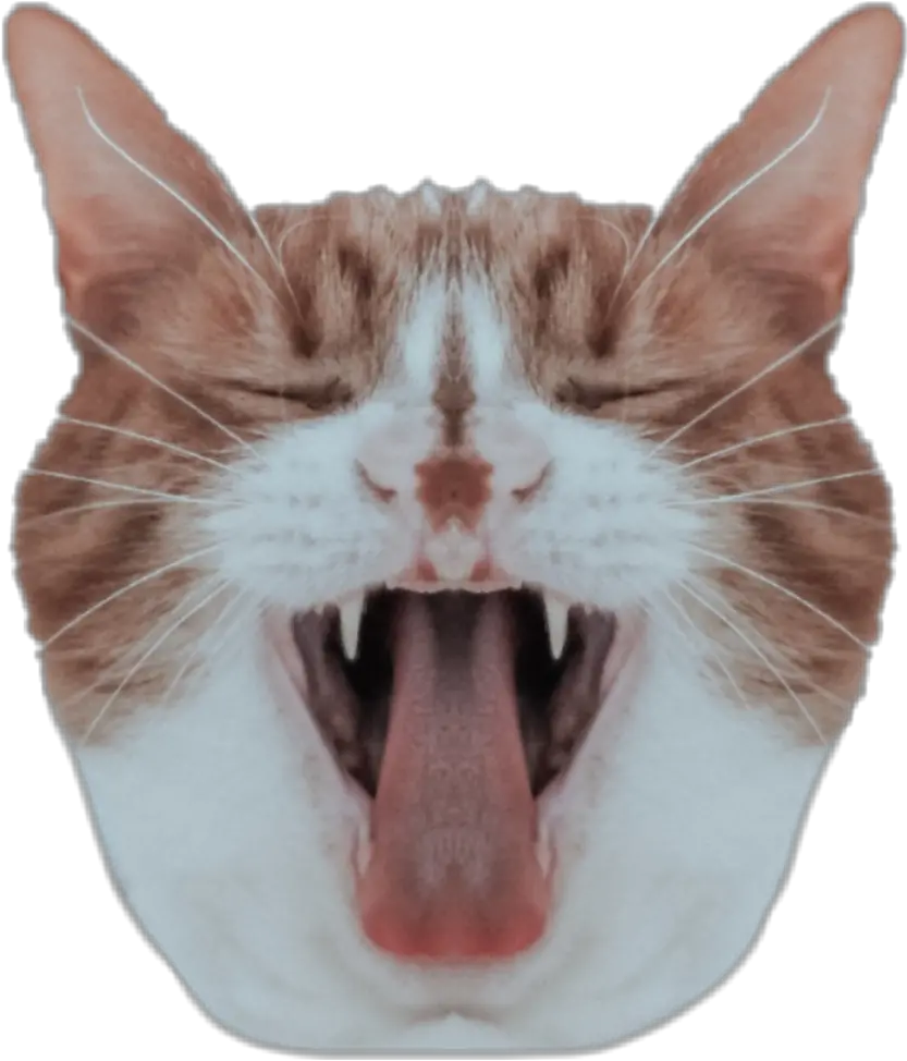 Download Cat Head Mirroreffect Cat Png Image With No Cat Head Transparent Cat Head Png png