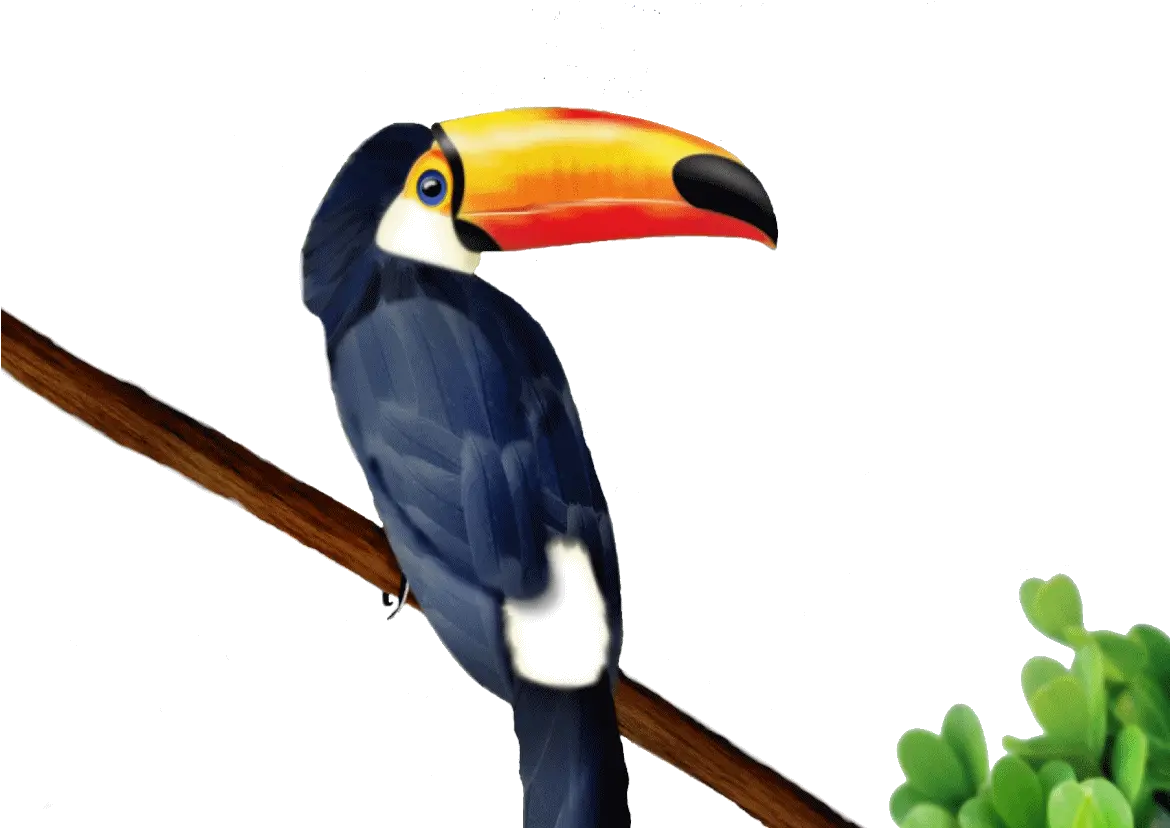 Download Hd Go To Image Toucan Png Transparent Png Image Vector Toucan Toucan Png