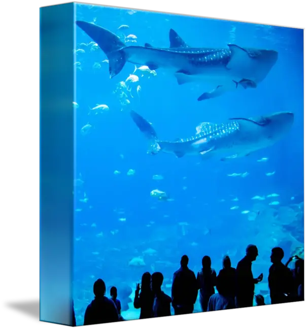 Swimming Transparent Aquarium Picture Whale Shark Png Fish Swimming Png