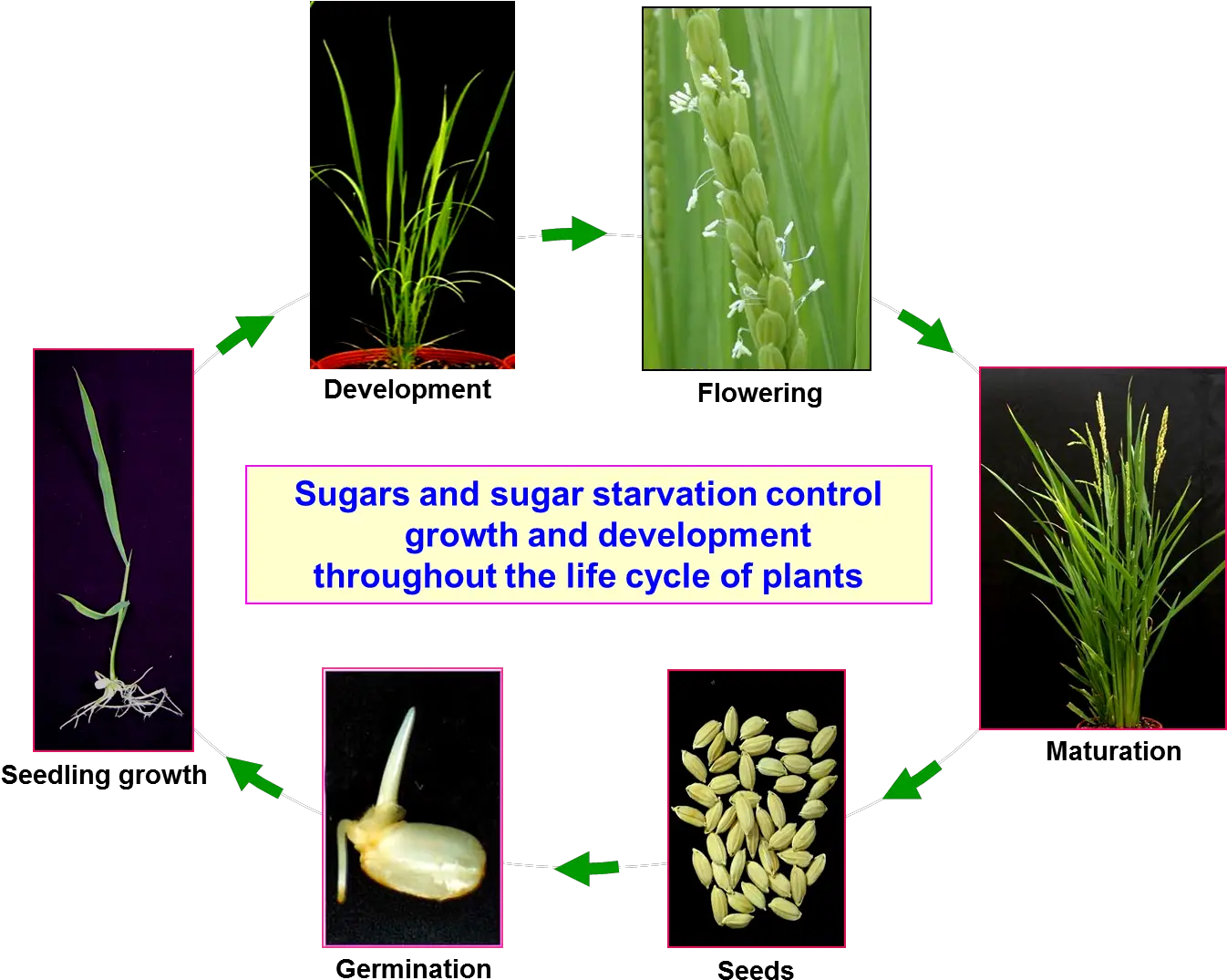 Rice Plant Png Fig Control Mechanisms In Plants Emergent Vegetation Plants Png