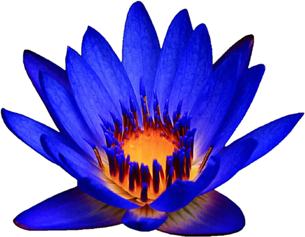 Download Ocean Blue Waterlily By Blue Water Lily Clipart Png Water Lily Png