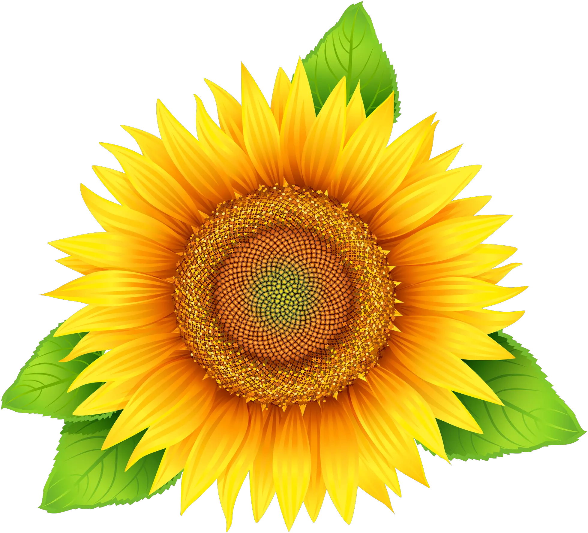 Sunflower Png Image Purepng Free Transparent Cc0 Png Sunflower Clipart With Leaves Transparent Sunflowers