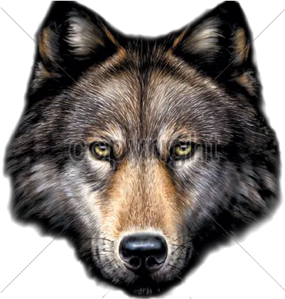 Da Saga Crepusculo Jacob Lobo Png Image Transparent Wolf Face Png Wolf Head Png