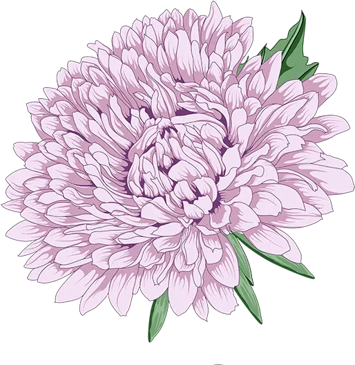 Download Chrysanthemum Clipart Vector Peony Chrysanthemum Transparent Background Chrysanthemum Clipart Png Chrysanthemum Png