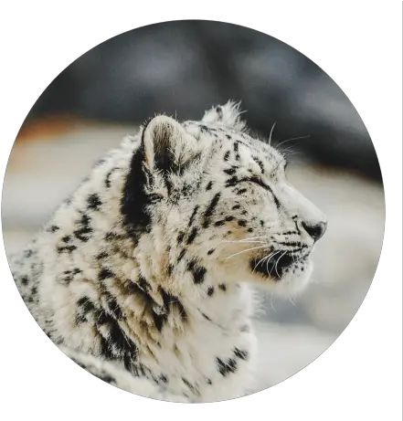 Milhamj Github Snow Leopard Wallpaper Aesthetic Png Snow Leopard Icon