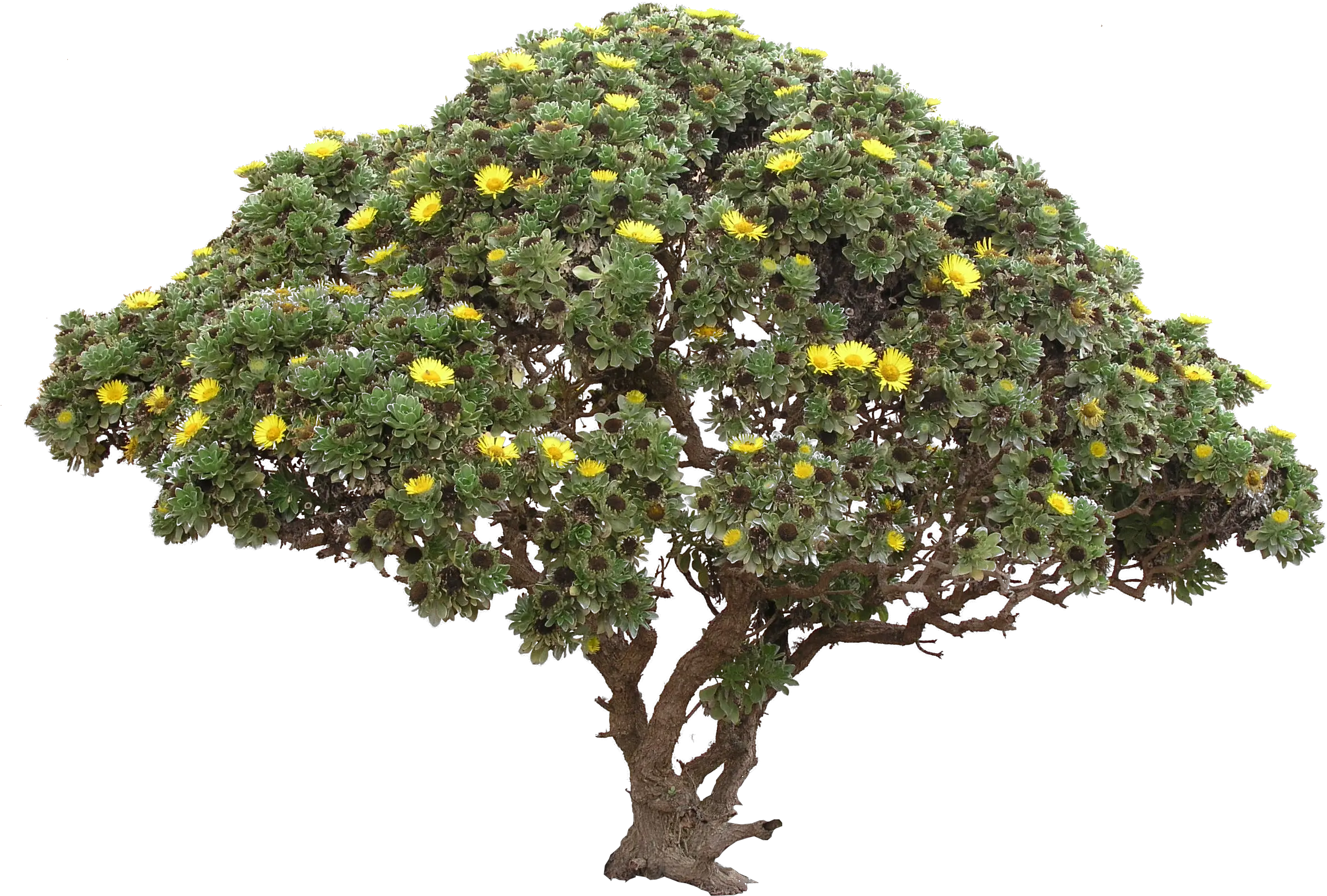 Flower Bushes Png Picture Transparent Background Tree Png Shrub Transparent Background