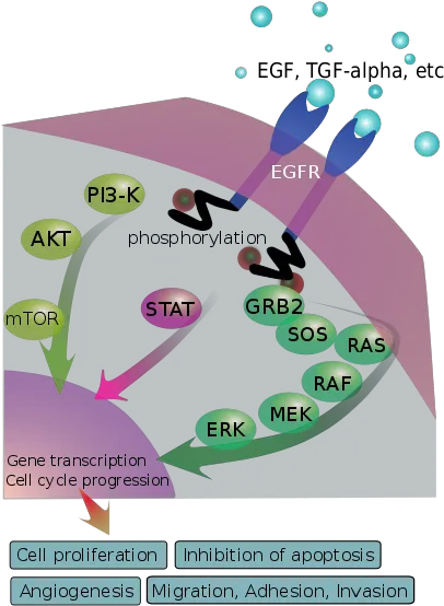 Epidermal Growth Factor Receptor Egfr Signaling Pathway Egfr Inhibitor Lung Cancer Png Pathway Png