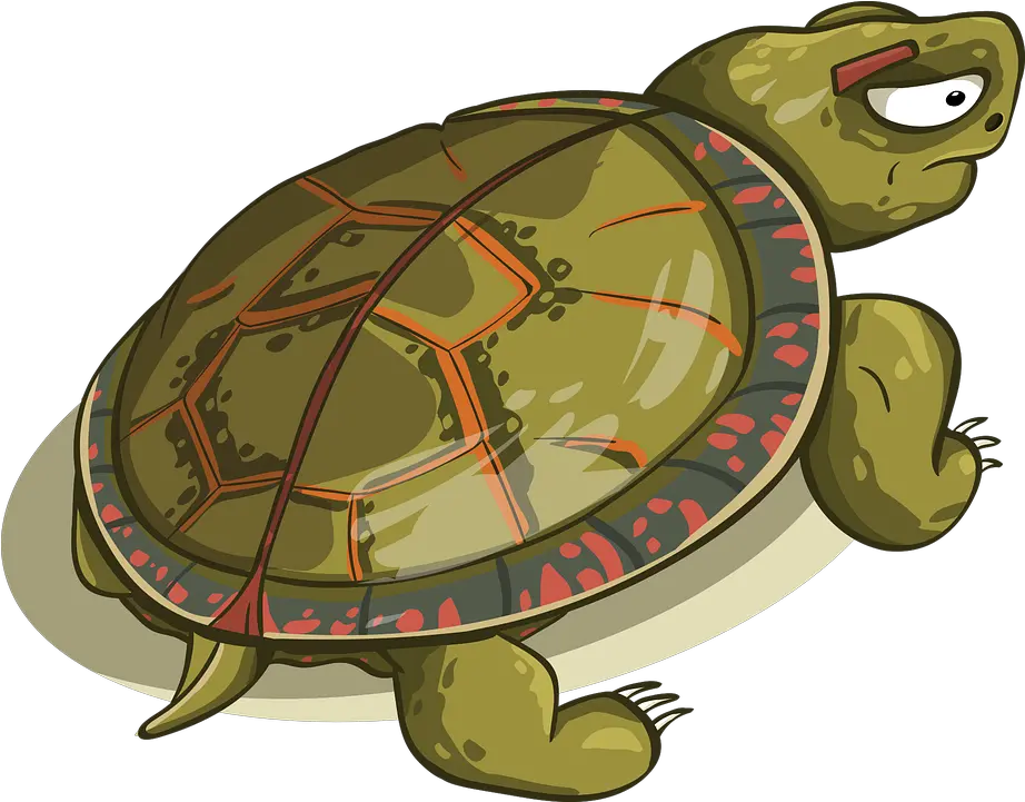 Tortoise Shell Amphibious Turtle Shell Cartoon Png Tortoise Png