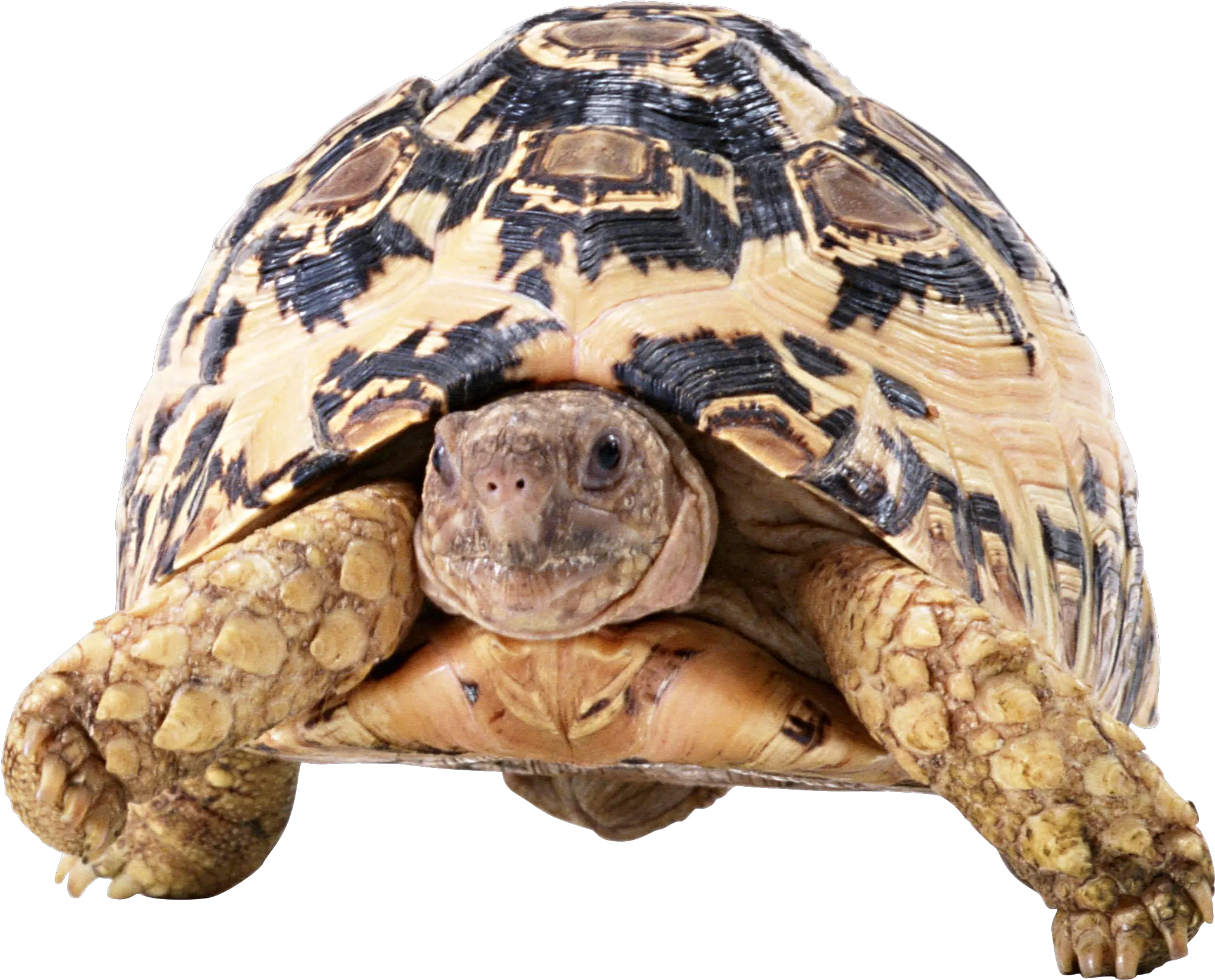 Turtle Png Images Free Download Tortoise Png Front Tortoise Png