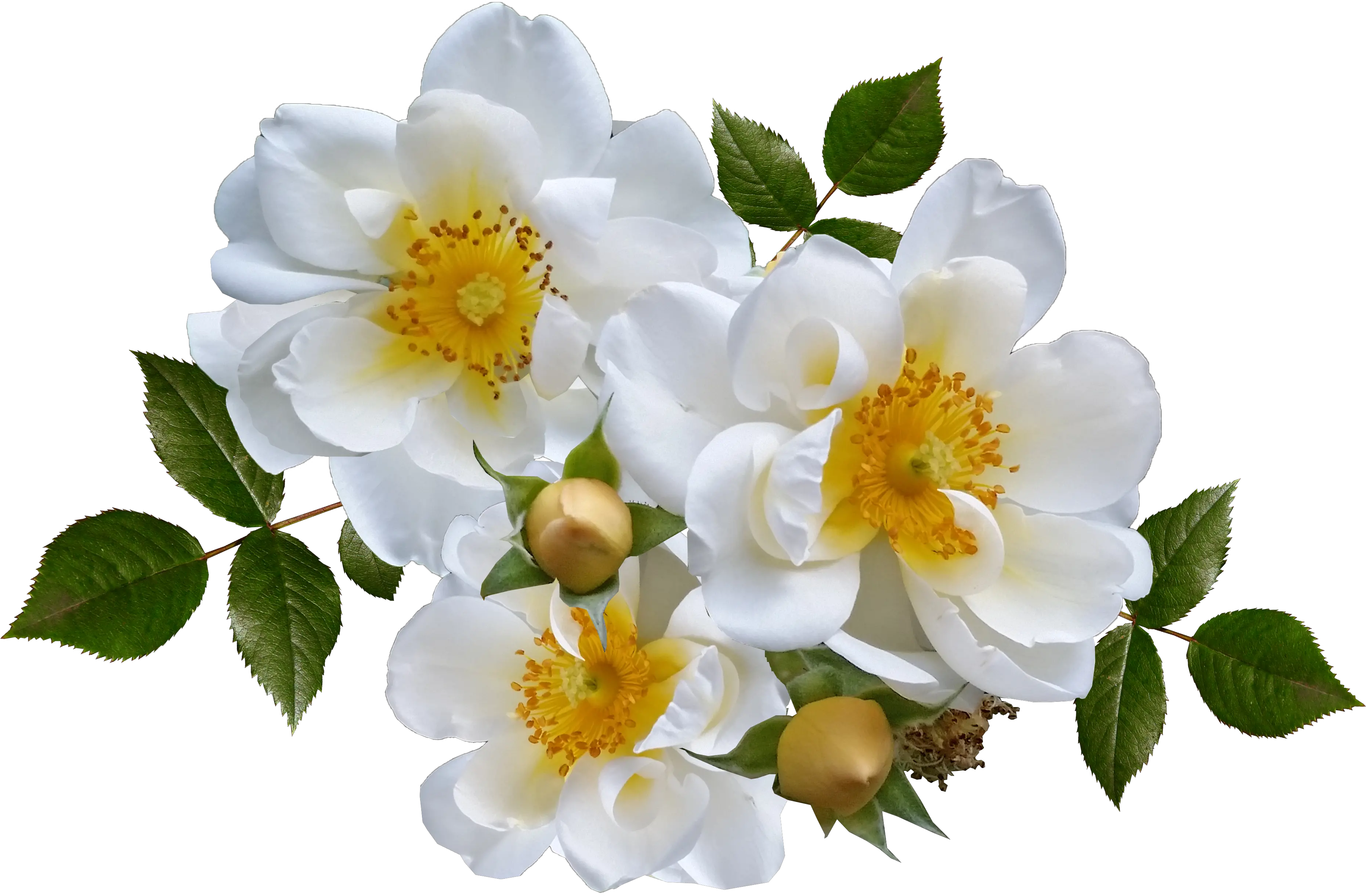 White Rose Png Images Roses Gambar Bunga Putih Png Roses Png