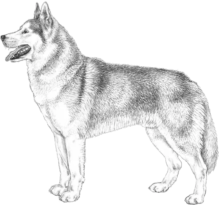 Husky Png Czechoslovakian Wolfdog Husky Png