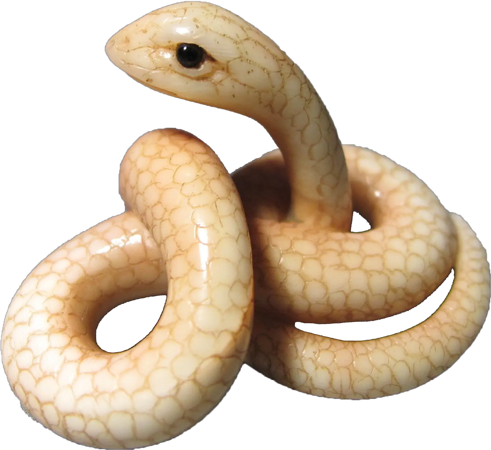 Rattlesnake Transparent White Snake Png Rattlesnake Png