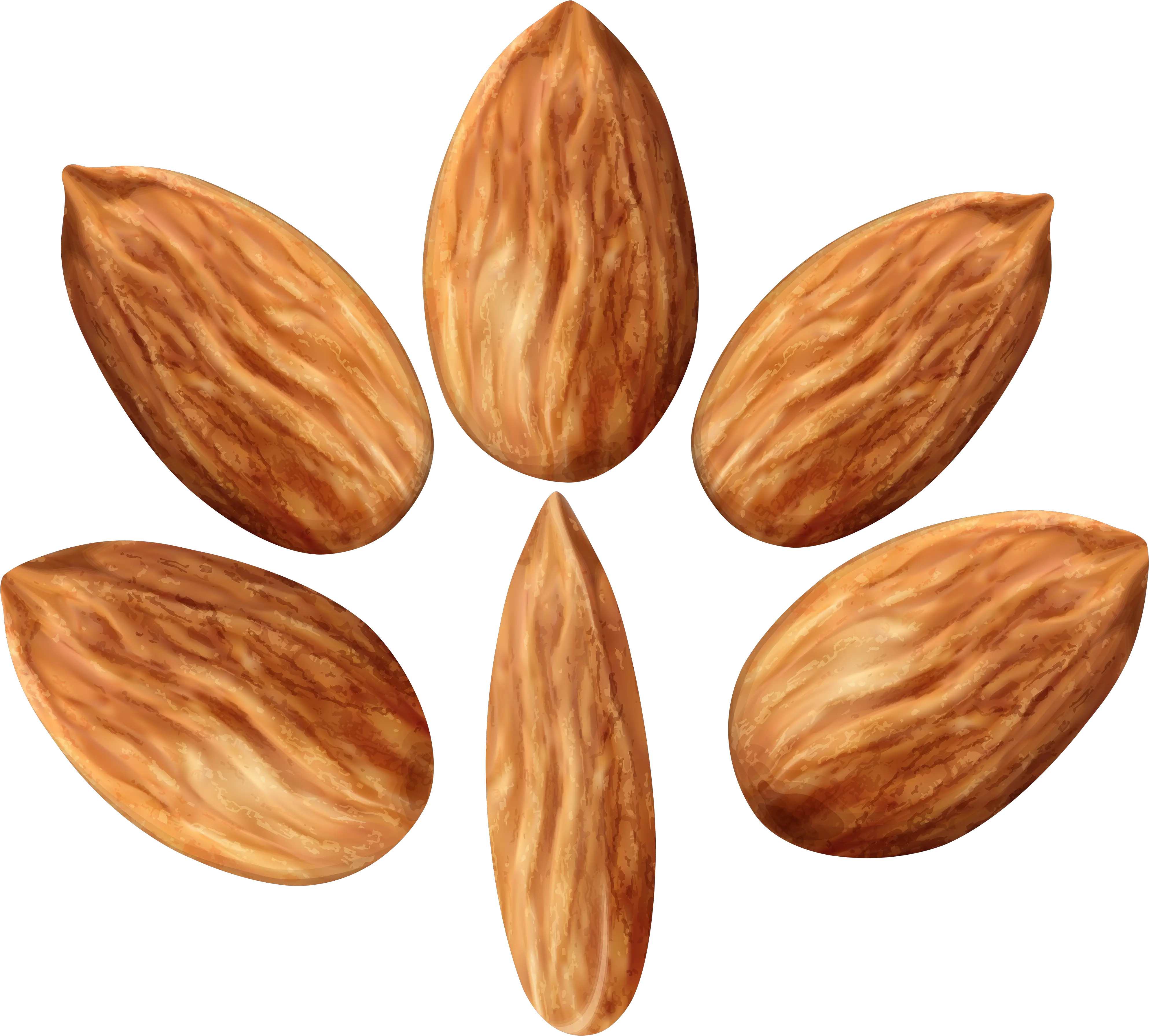 Download Almonds Set Png Clip Art Image Portable Network Graphics Almond Transparent