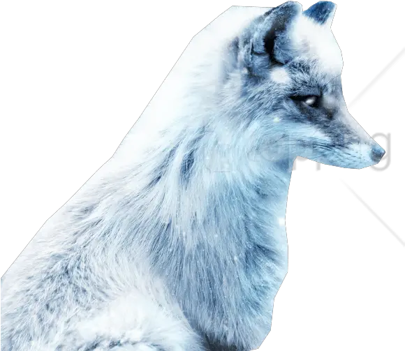 Download Arctic Snow Fox Png Images Background Snow Fox Snow Fox Art Snow Background Png