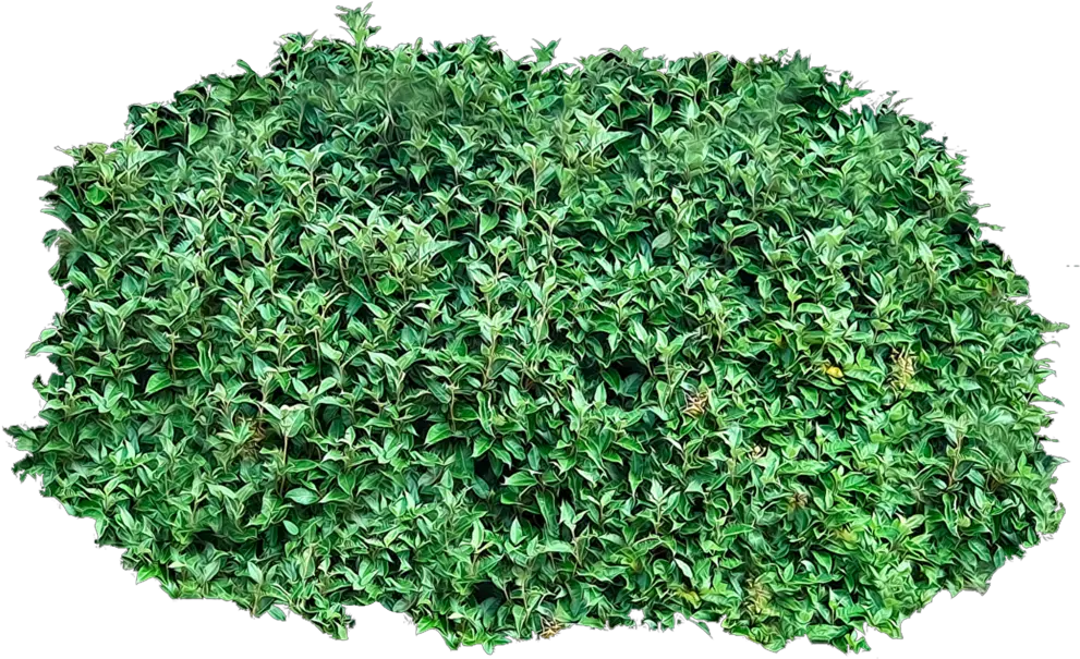 15 Shrub Bushes Clipart Transparent Free Clip Art Stock Transparent Background Bushes Png Grass Clipart Transparent