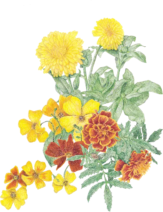 Marigold Flower Plant Marigold Png Marigold Transparent