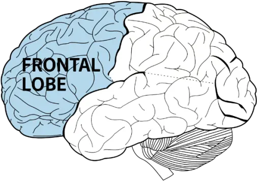 Adhd The Brain Part Of The Brain Does Adhd Affect Png Brain Transparent Background