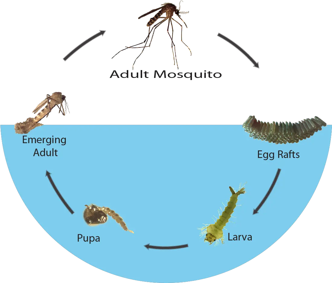 Mosquito Biology Shasta And Vector Control Metamorphosis Of A Mosquito Png Mosquito Transparent