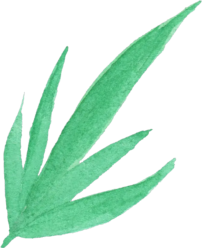 25 Watercolor Leaf Png Transparent Vol 3 Onlygfxcom Agave Aloe Png