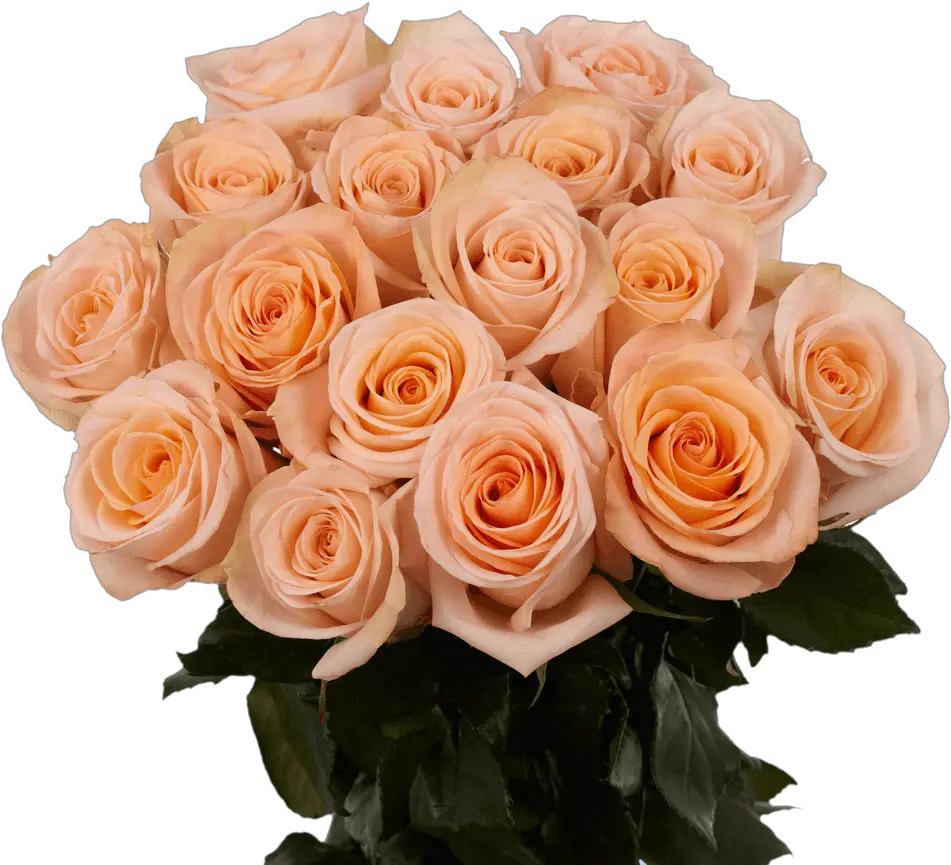 Vibrant Peachy Pink Roses Peach Rose Png Pink Rose Petals Png