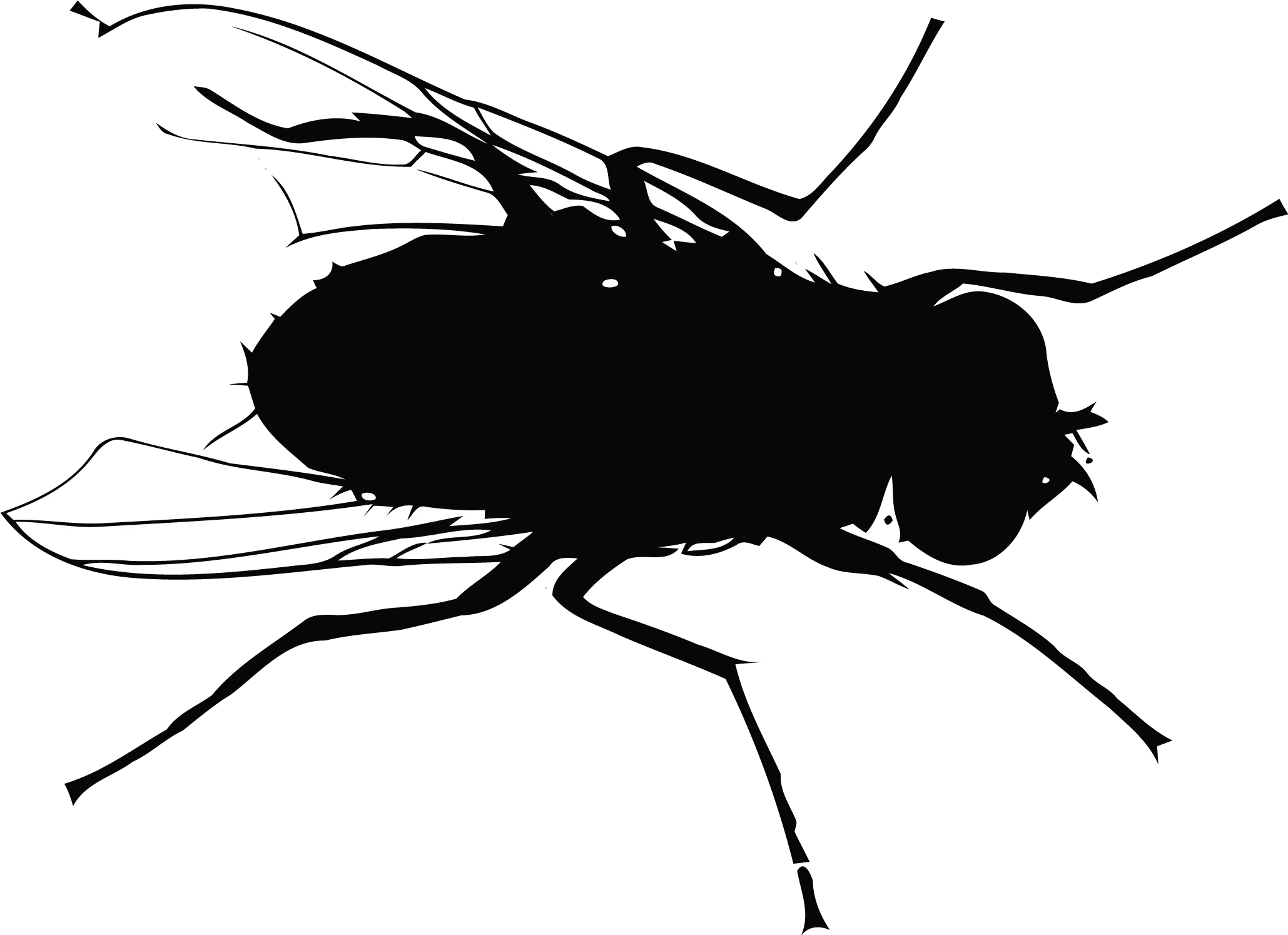 Fly Mosquito Flight Fly Vector Silhouettes Png Download Fly On The Wall Mosquito Transparent Background