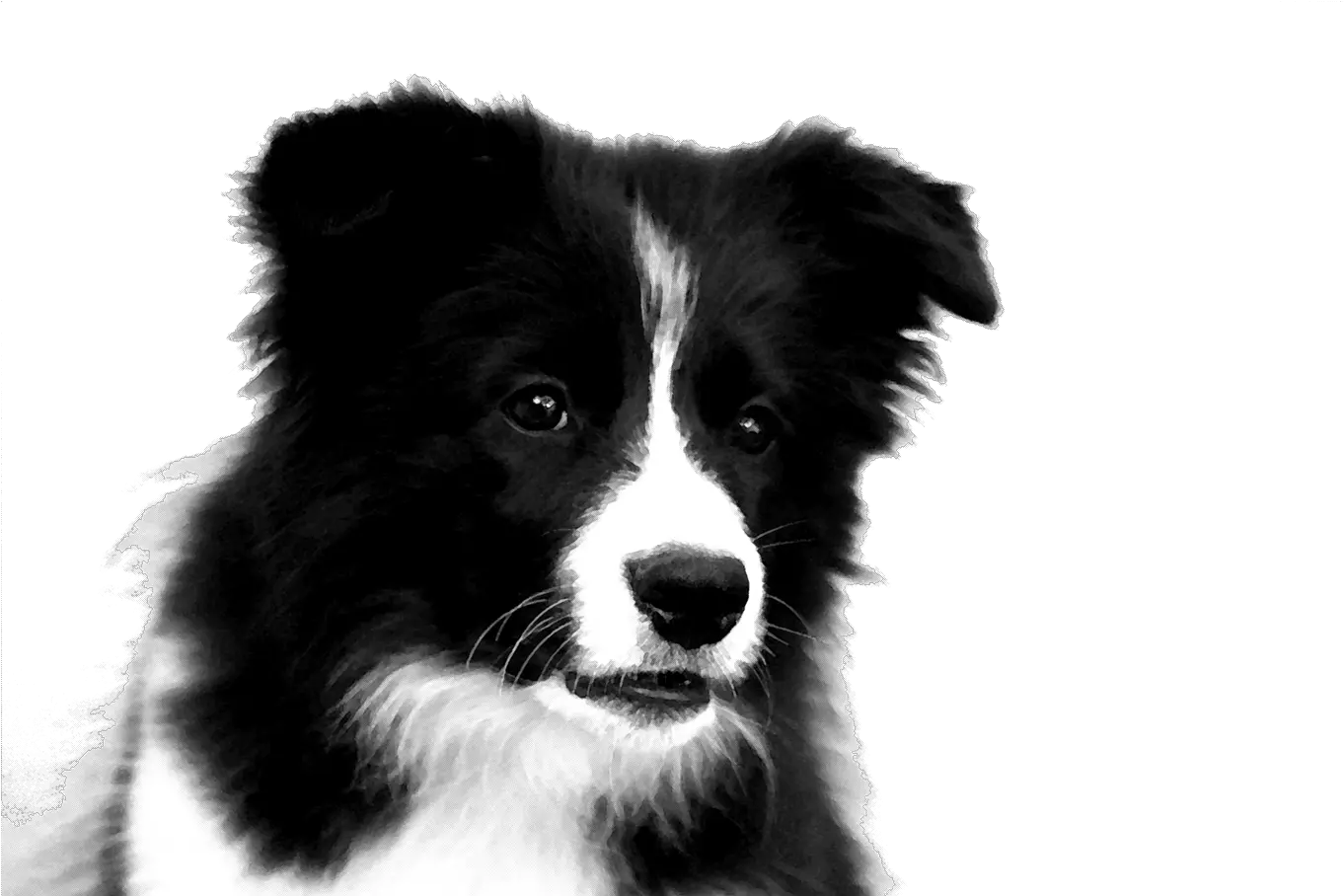 Border Collie Png Photos Border Collie Puppy Drawing Border Collie Png png