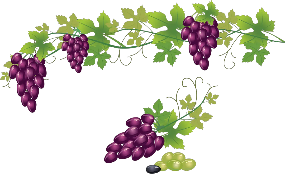 Raisin Png Tube Fruit Vendanges Trauben Grapes Png Transparent Grape Vines Png Raisin Png