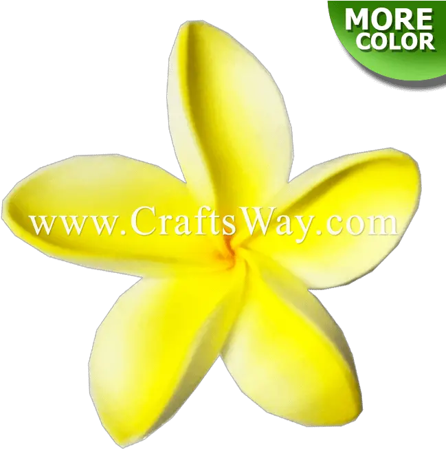 Plumeria Type Ki Frangipani Png Plumeria Flower Png