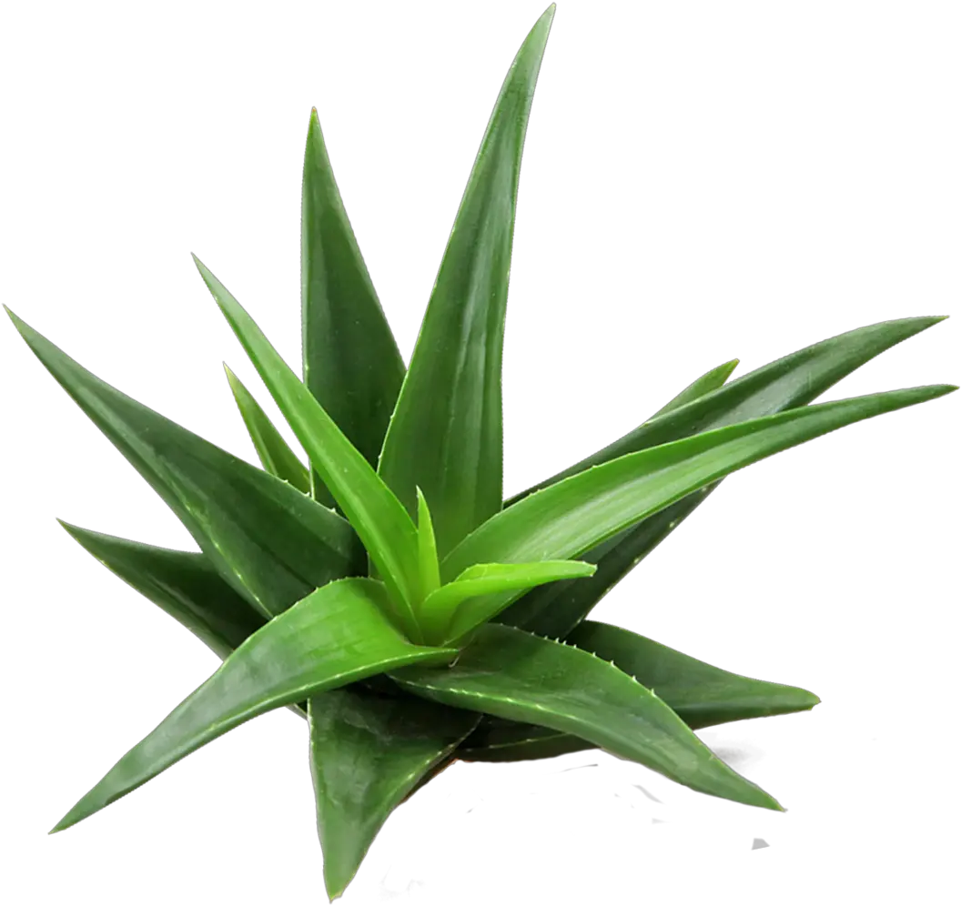 Biostar Us Gi Tract Support Supplements U2013 Biostarus Transparent Background Aloe Vera Png Digestive System Icon