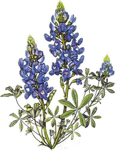 Slate Nominated For State Board Native Plant Society Texas Logo Png Blue Bonnet Icon